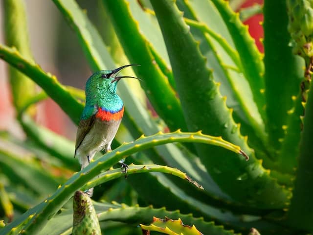 Folium Aloe Barbadensis